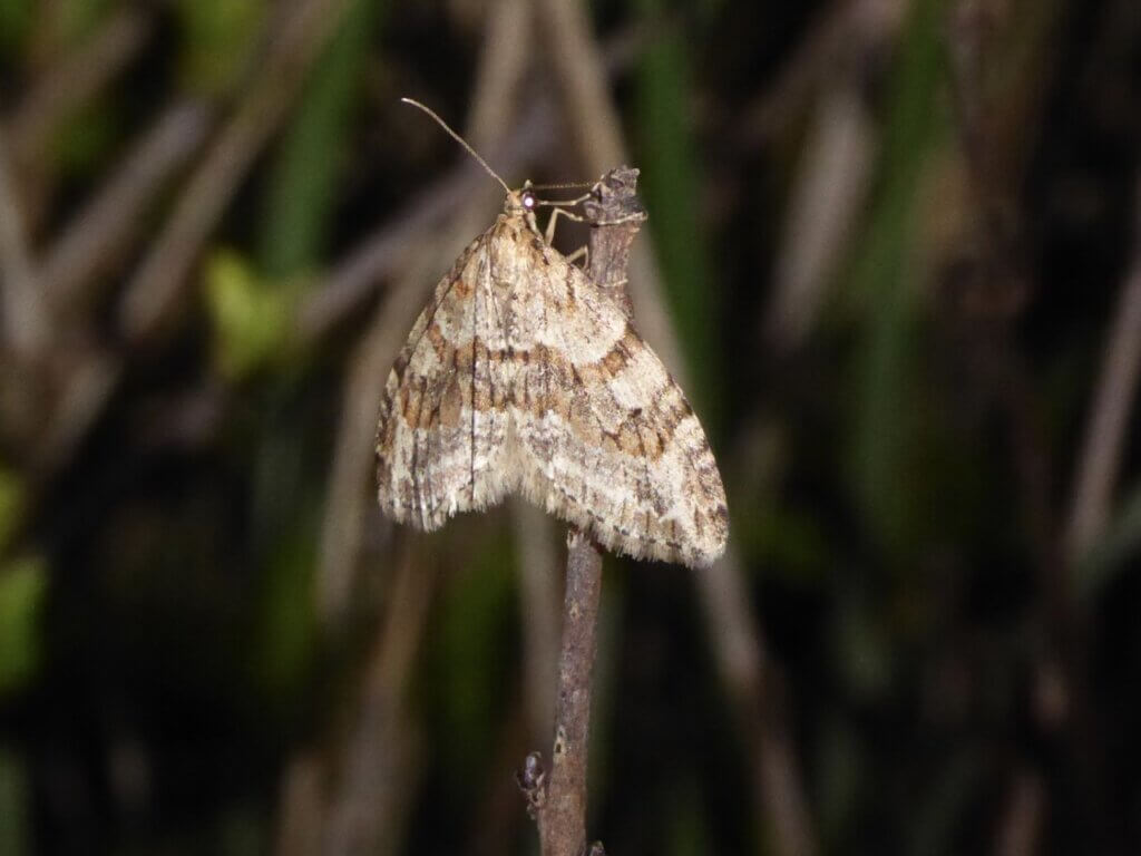 Barred Tooth-striped Moth