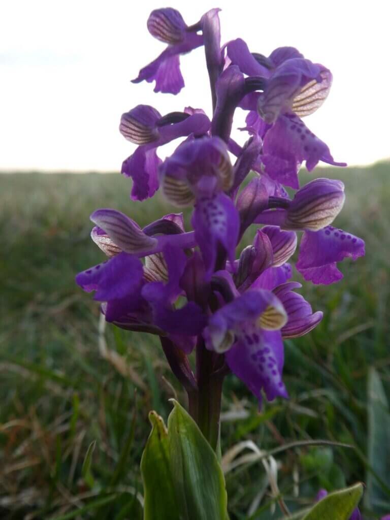 Green Winged Orchid