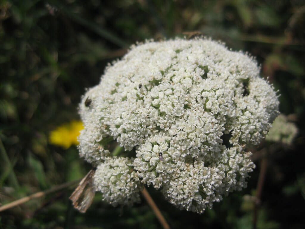 Moon carrot flowers (very small white flower heads, many of them all together on a single plant)